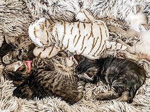Snuggle Kitty Sleeping Kittens Warmth Comfort Lifestyle