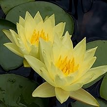 Yellow Water Lily