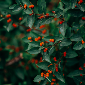 gojiberry-plant
