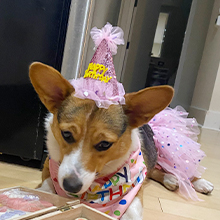 dog birthday set