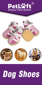 Small Dog Shoes