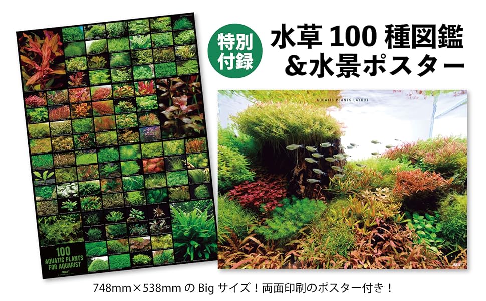 【特集】僕たちの好きな水草_4