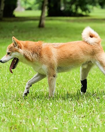peepbo Dog Leg Brace for Hind Leg Hock & Ankle for Torn ACL & CCL