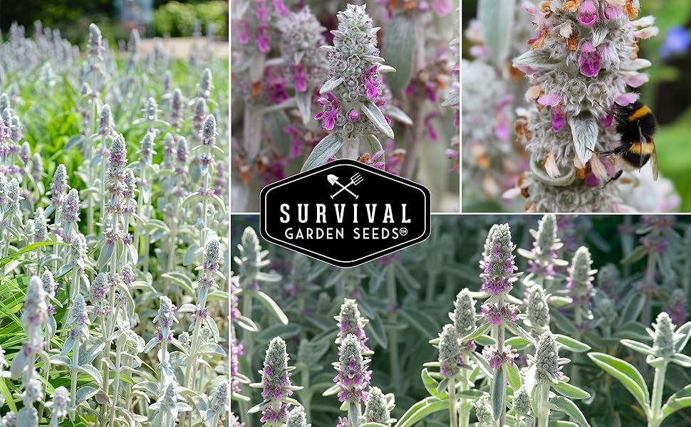 Lamb's Ear Seeds for Planting 1 Packet with Instructions