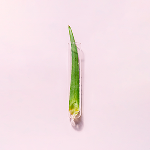 aloe vera in glass tube