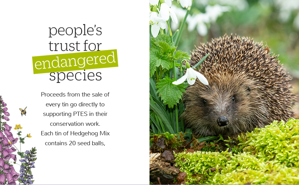 SEEDBALL Hedgehog Mix Seed Bombs (Wild Flower Tin) 20 Seed Balls Per