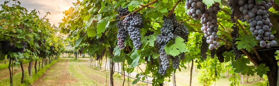 napa valley grapes