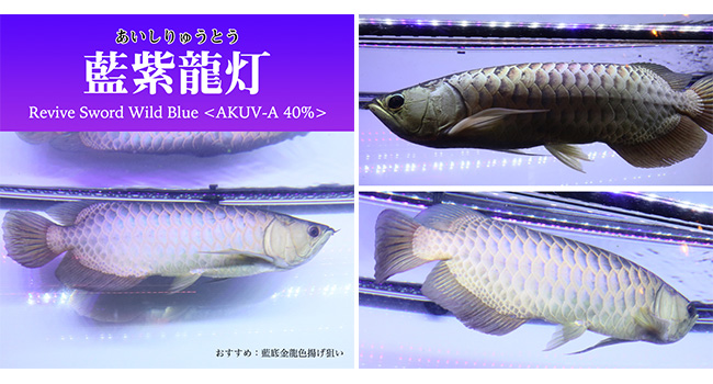 Amazon.co.jp: アロワナ ライト UV 紫外線40％ 金龍 過背金 水槽