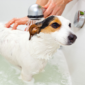 Clean and fresh Lifestyle 3