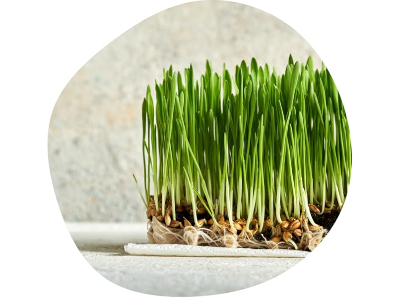 Bionutra gerstengras pulver 1