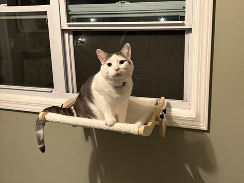 window cat perch