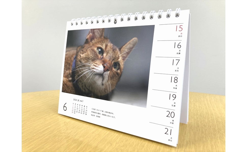 カレンダー2025 岩合光昭×ねこ（週めくり/卓上・リング