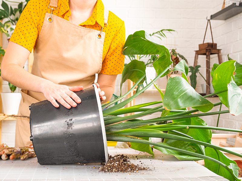 Organic Bird of Paradise Potting Soil Mix 1qt, Ideal for Indoor/Outdoor Potted