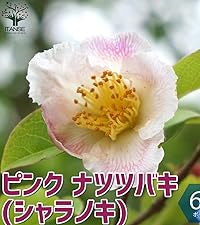 Amazon.co.jp: 夏椿(ナツツバキ)ピンク 6号鉢【品種で選べる花木