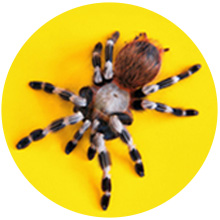 jumping spider enclosure