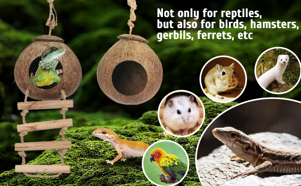 Lizard Coco Den with ladder