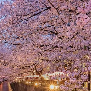 Amazon.com: JAWO Japanese Cherry Blossoms Wall Tapestry