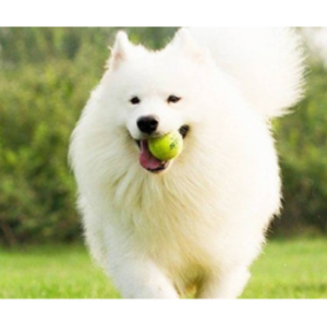 dog ball thrower launcher