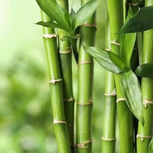 Bamboo