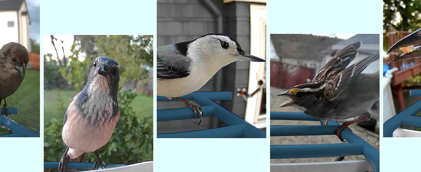 bird feeder with free AI