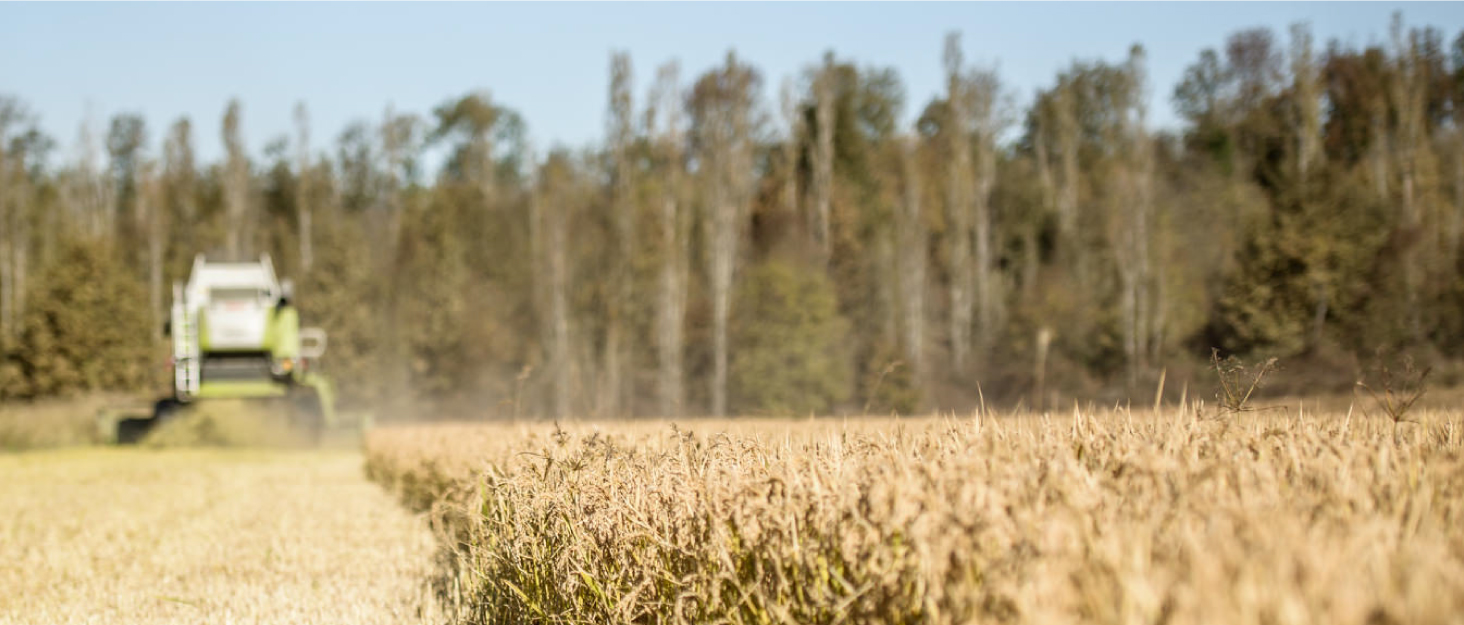 jovial gluten free organic brown rice pasta mafalda elbows stelline spaghetti