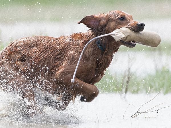 Golden retriever running through water with a dummy in their mouth