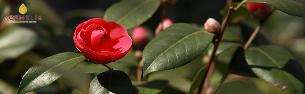 Nieuwe camelia's