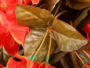 bougainvillea