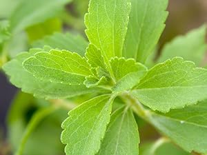Stevia Leaf