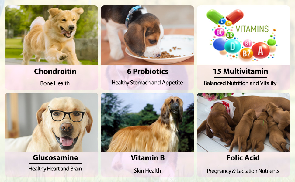 Dog Vitamins for Support Skin & Coat