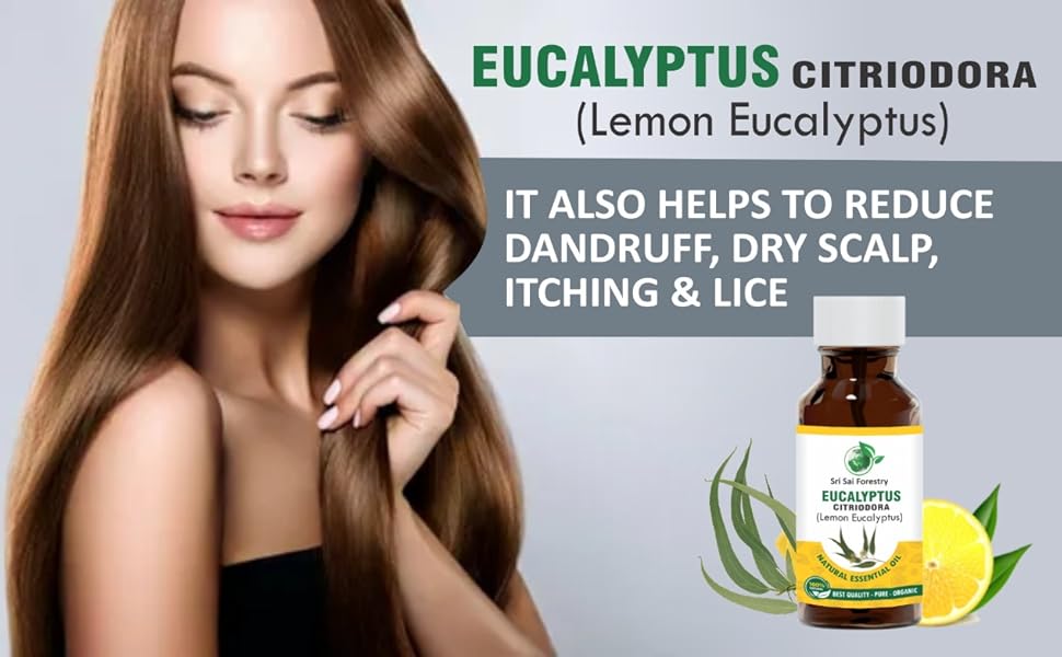 SRI SAI FORESTRY Eucalyptus Citriodora Oil (Lemon Eucalyptus) for