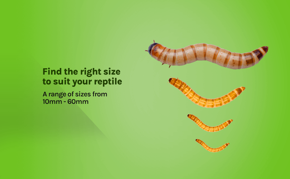 Swell Reptiles Live Mealworms 50g PrePack 20mm30mm. For Birds