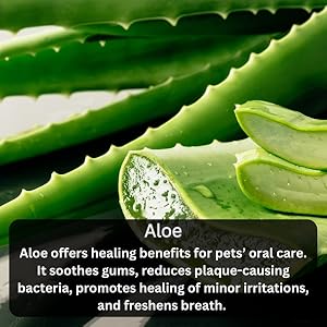 Breathable Purity Refreshment Comfort Detoxifying Fluoride Alleviate Tasty Bioactive Cleanse Cleans