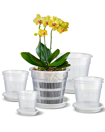 Orchid Pot