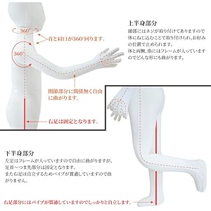 Amazon.co.jp: Free×2 マネキン トルソー 子供 全身 130cm 台座