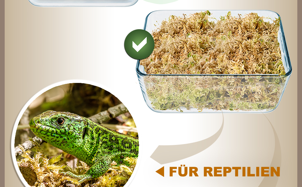 Torfmoos für Reptilien 