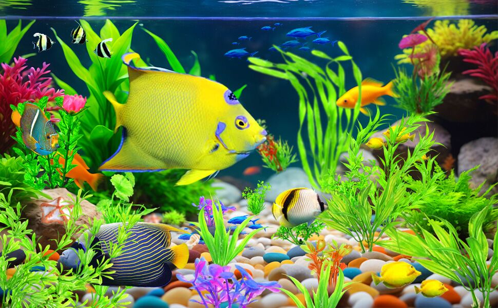 Aquarium Decorations