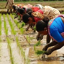 seedlings transplant outdoor gardening techniques soil preparation spacing