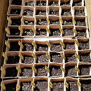 peat pot