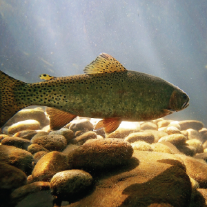 Clear pond without weeds