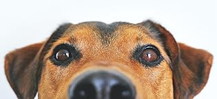 perro y gato