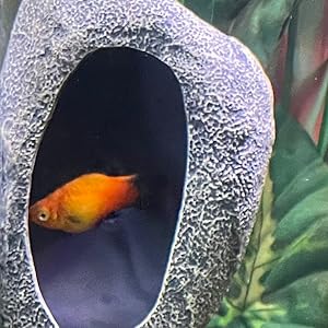 Magnetic rock cave with Orange fish