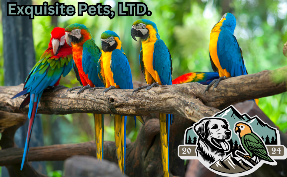 Exquisite Pets