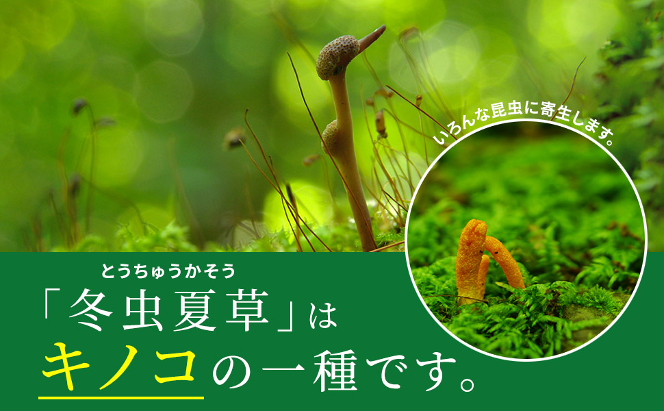 Amazon.co.jp: モノリス虫草 冬虫夏草 サプリ 日本産