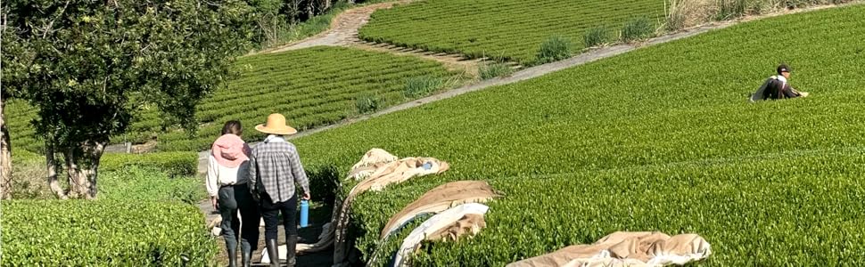mission anatae fermiers japonais qualité bio saveur japon