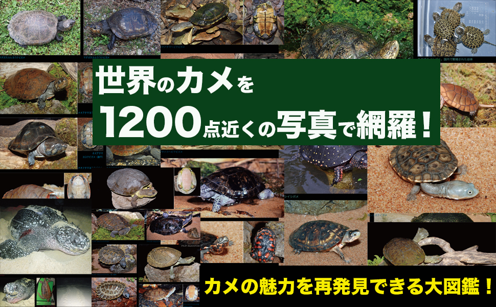 Amazon.co.jp: カメ大図鑑 潜頸亜目・曲頸亜目：水棲種と陸棲種