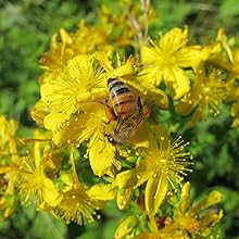 st. Johns wort flower and bee