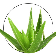 Aloevera Extract