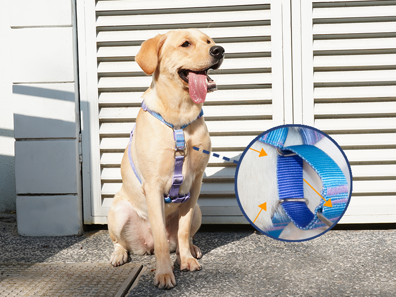 DF Martingale No Pull Dog Harness and Two Point Control