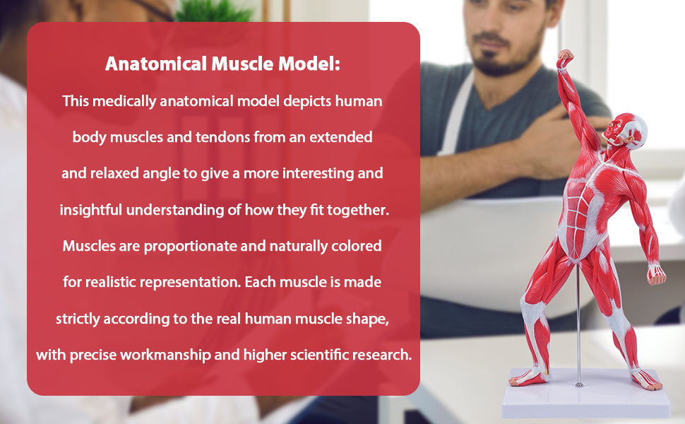 breesky Miniature Muscular System Model，20”Human Muscle
